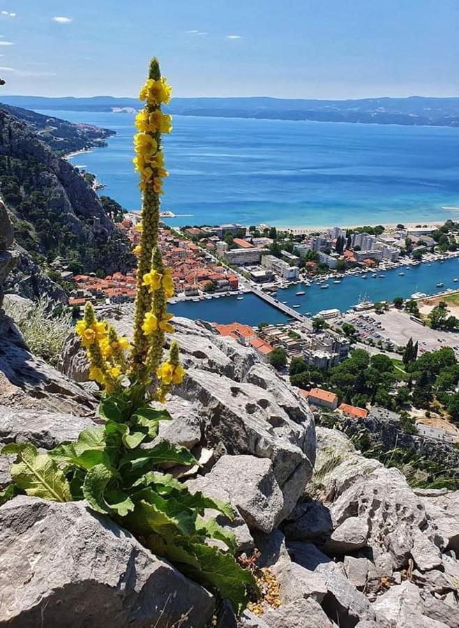شقة Amazing Sea View أوميس المظهر الخارجي الصورة